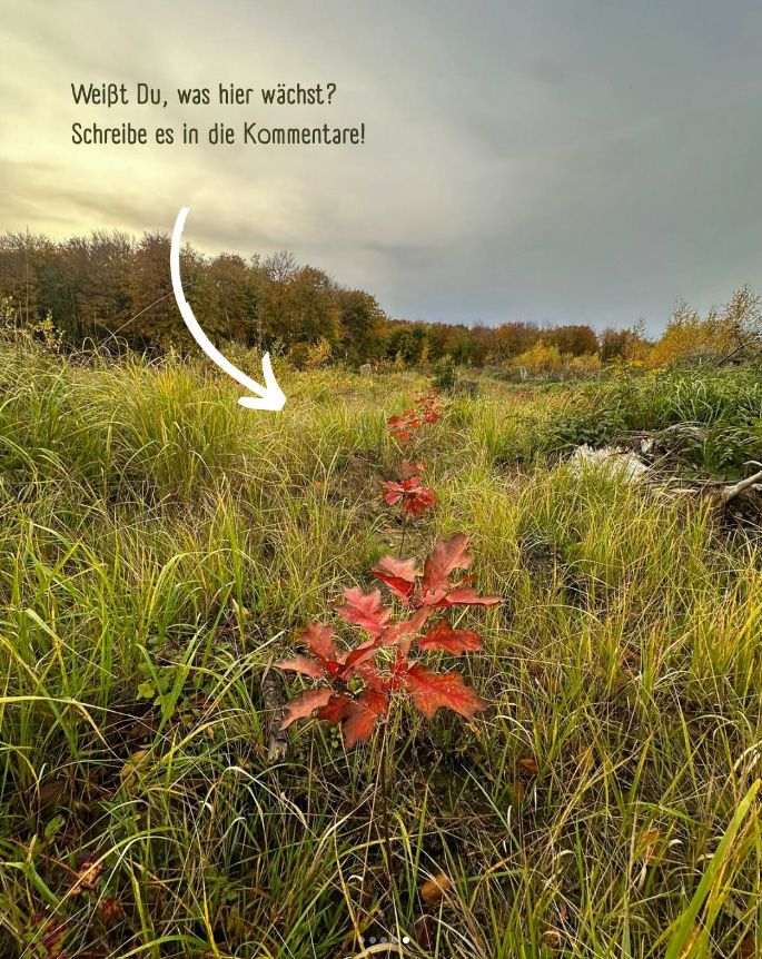 Unsere Waldflächen auf RÜGEN — Bild 1
