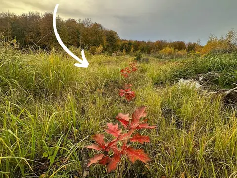 Unsere Waldflächen auf RÜGEN — Bild 1