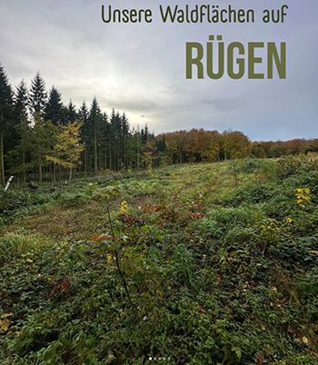 Unsere Waldflächen auf RÜGEN — Bild 2