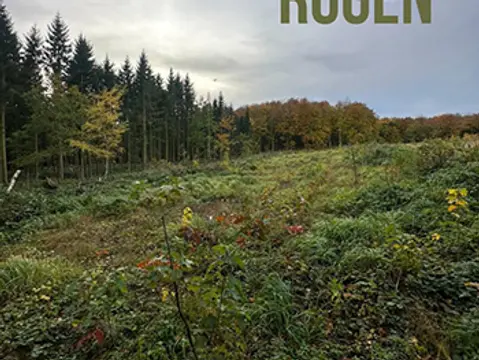 Unsere Waldflächen auf RÜGEN — Bild 2
