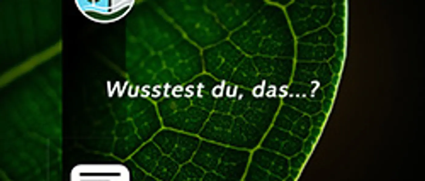 Funfact: Der Wald fördert Deine Gesundheit