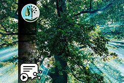 TREE TALES – Die Eiche