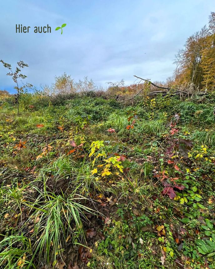 Unsere Waldflächen auf RÜGEN — Bild 4