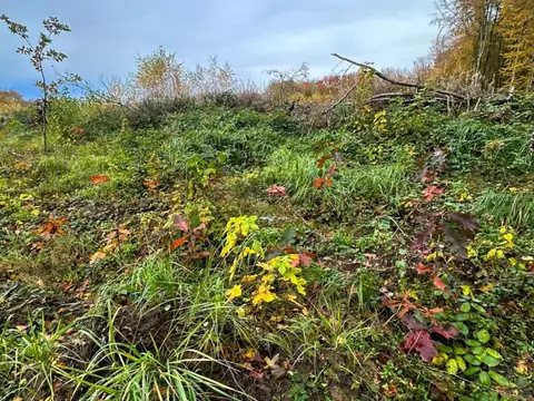 Unsere Waldflächen auf RÜGEN — Bild 4