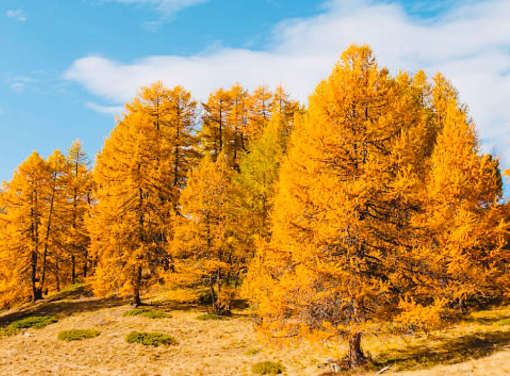 IMPACT CHECK – Baum-Pflanzaktion auf Rügen — Bild 1