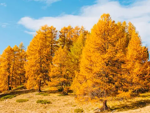 IMPACT CHECK – Baum-Pflanzaktion auf Rügen — Bild 1