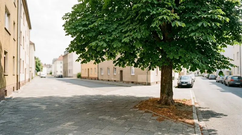 Fast eine Million Stadtbäume verschwunden - die Umwelthilfe startet eine Petition