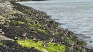 Grünes! Impressionen — Bild 1