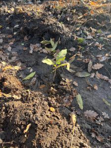 IMPACT CHECK – Baum-Pflanzaktion auf Rügen — Bild 5