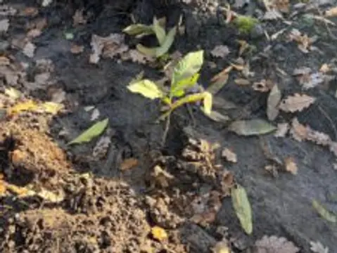 IMPACT CHECK – Baum-Pflanzaktion auf Rügen — Bild 5