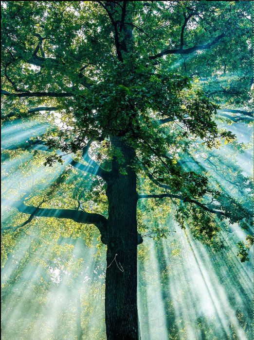 TREE TALES – Die Eiche — Bild 1