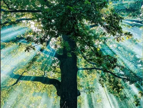 TREE TALES – Die Eiche — Bild 1