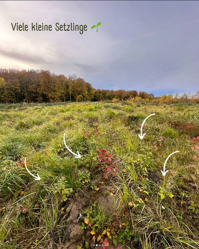 Unsere Waldflächen auf RÜGEN — Bild 3