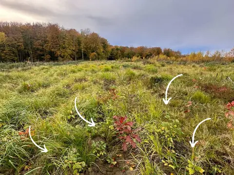 Unsere Waldflächen auf RÜGEN — Bild 3