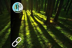 Die Rolle von Wäldern in den internationalen Klimaverhandlungen