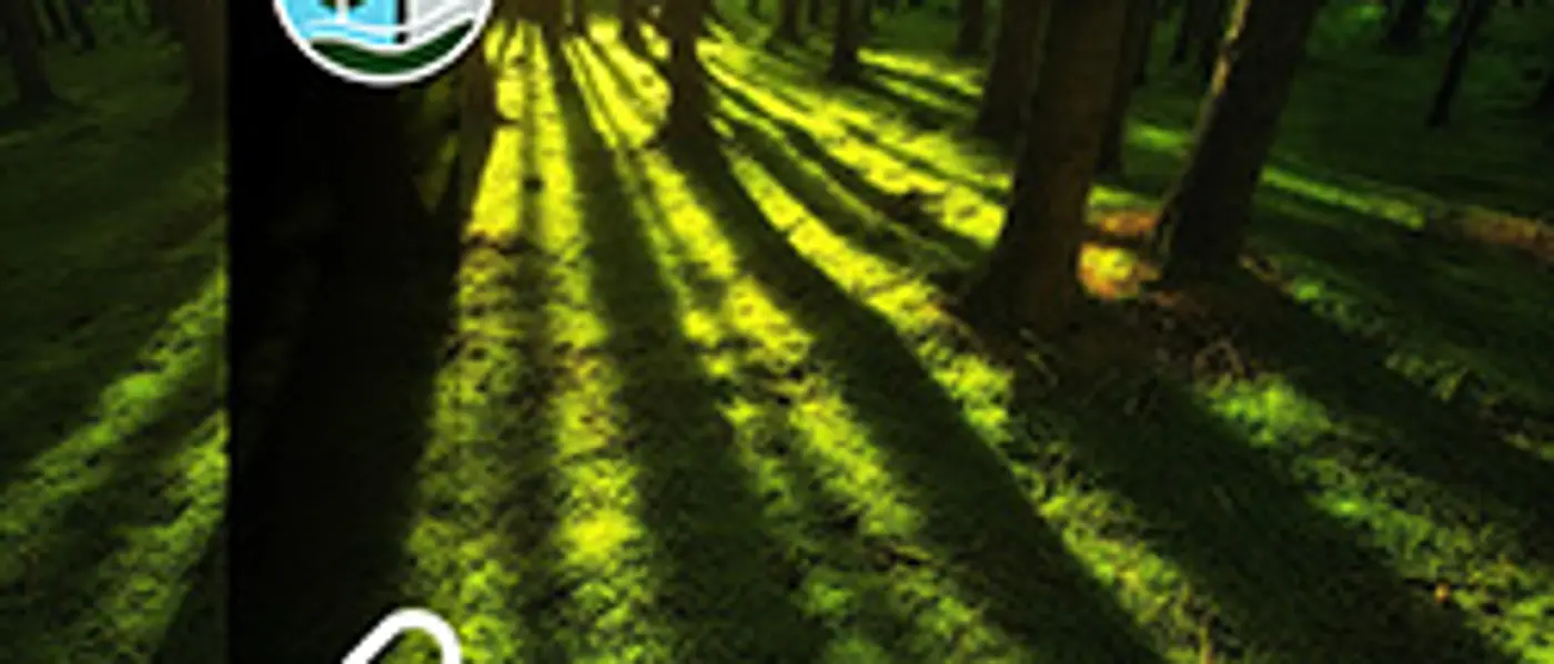 Die Rolle von Wäldern in den internationalen Klimaverhandlungen