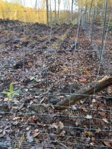 IMPACT CHECK – Baum-Pflanzaktion auf Rügen — Bild 6