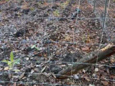 IMPACT CHECK – Baum-Pflanzaktion auf Rügen — Bild 6