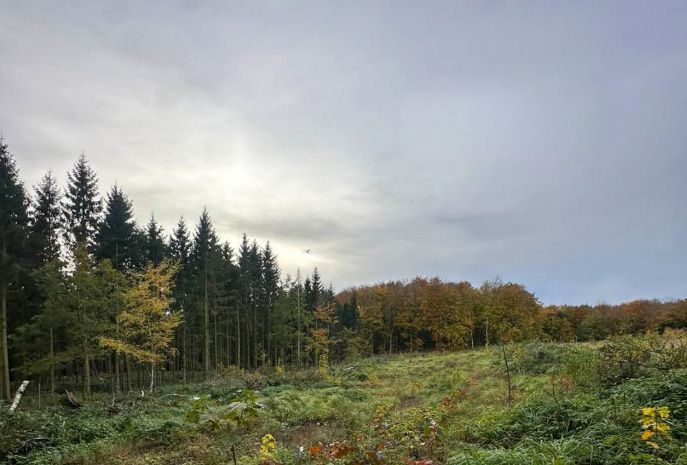 Unsere Waldflächen auf RÜGEN