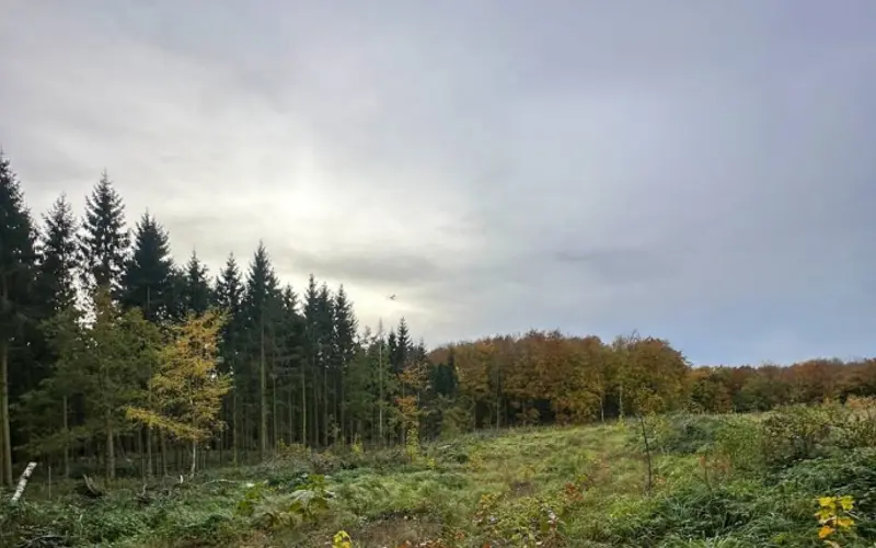 Unsere Waldflächen auf RÜGEN