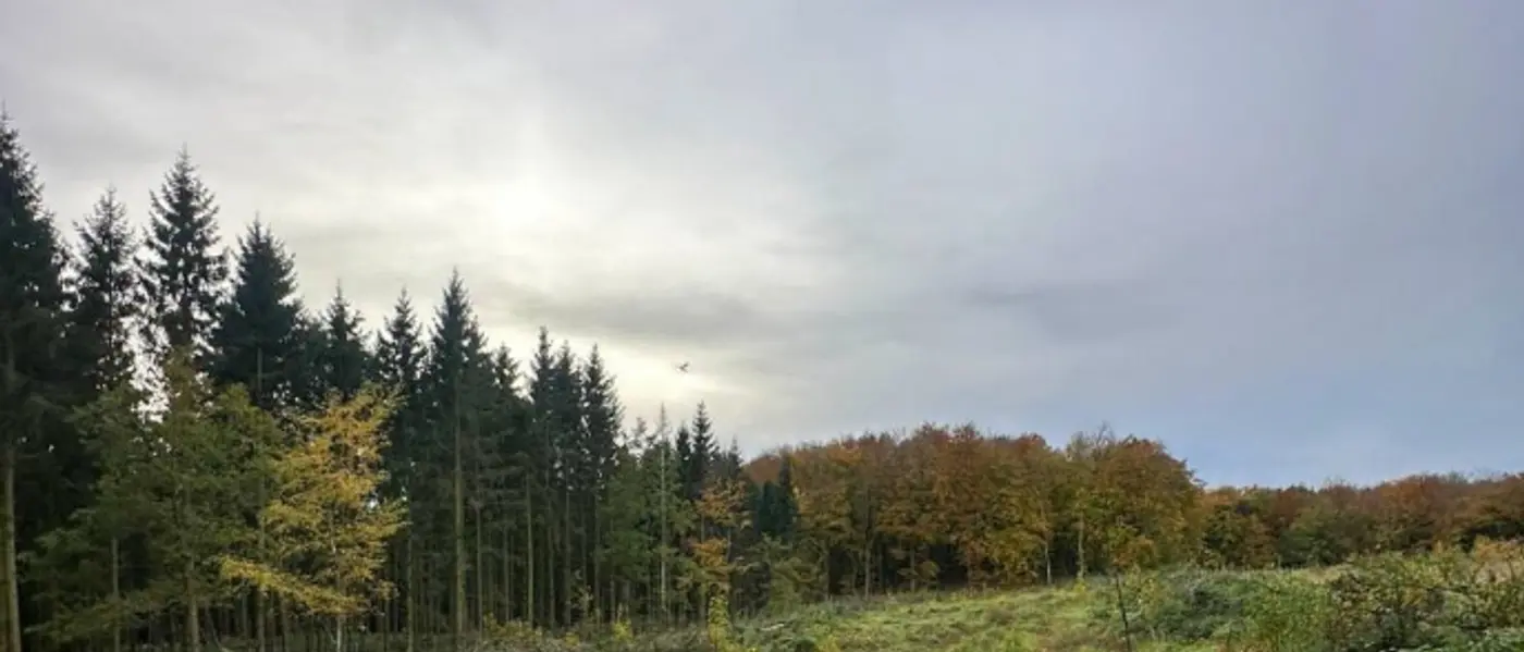 Unsere Waldflächen auf RÜGEN