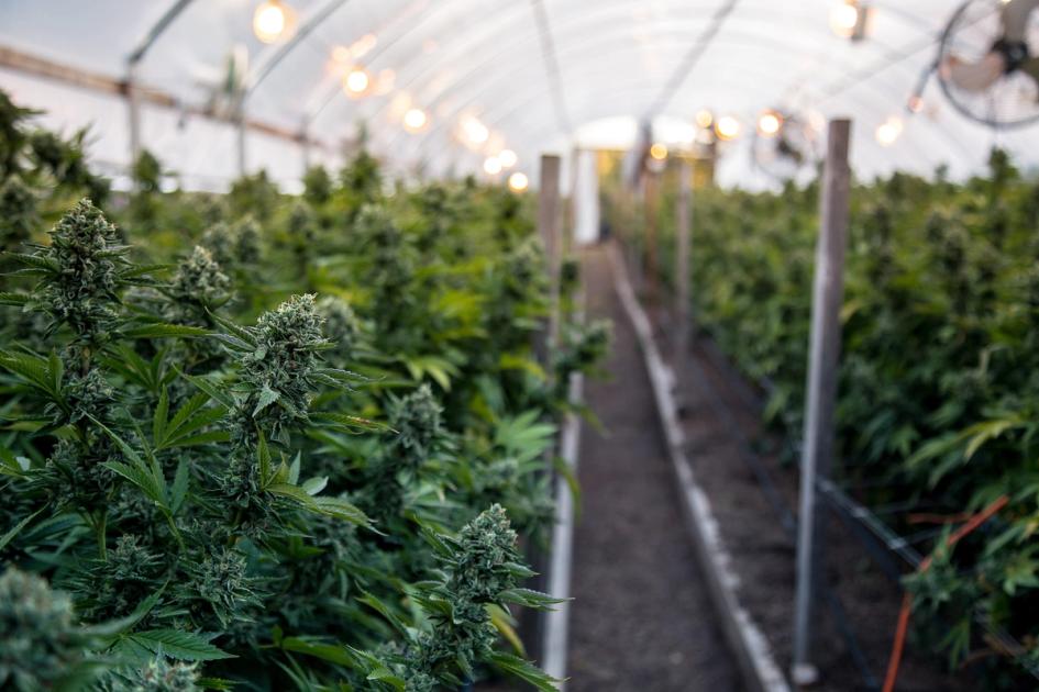 Are Cannabis Farms Eligible for the Solar Tax Credit?