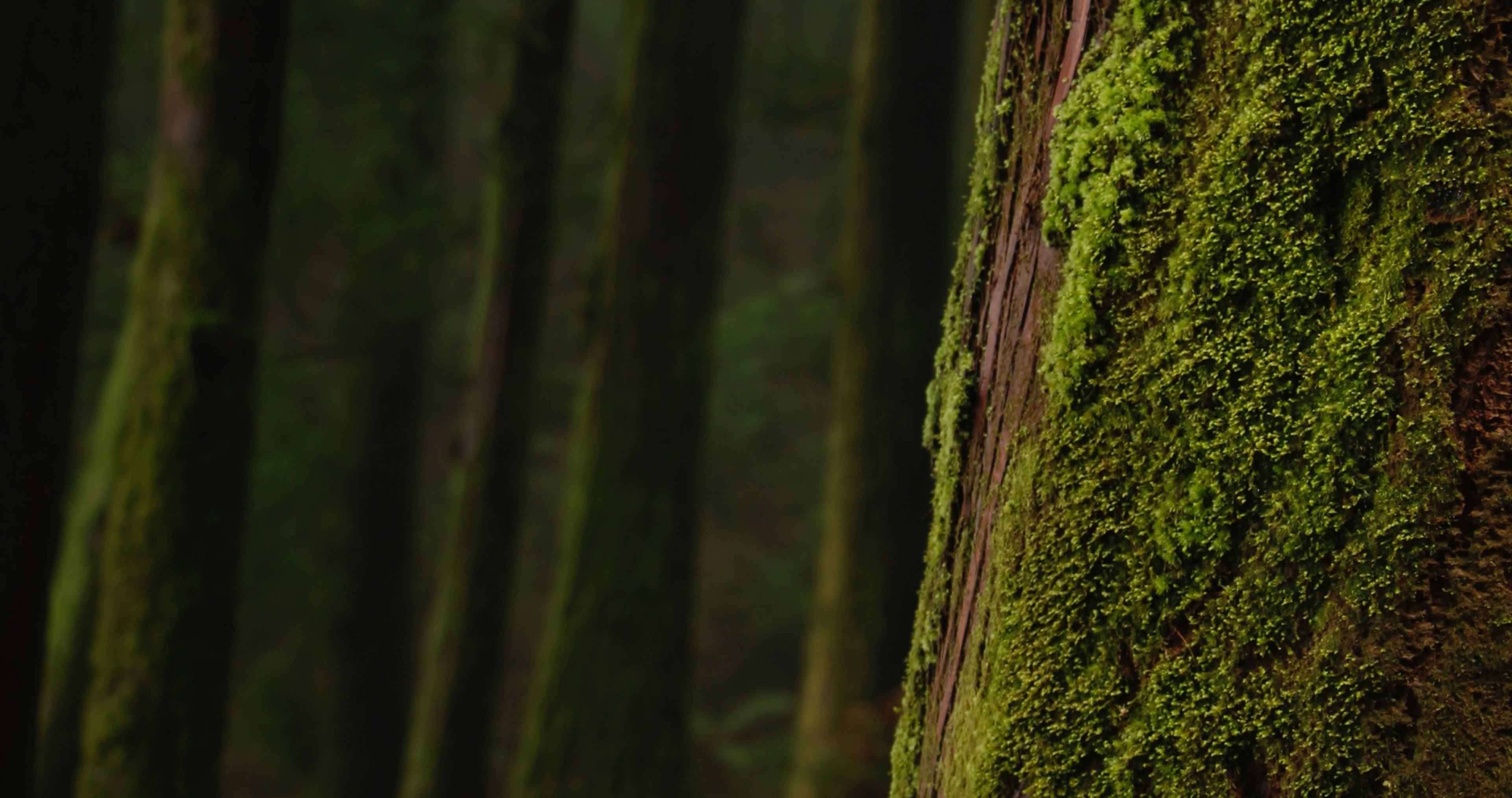 image of a green forest