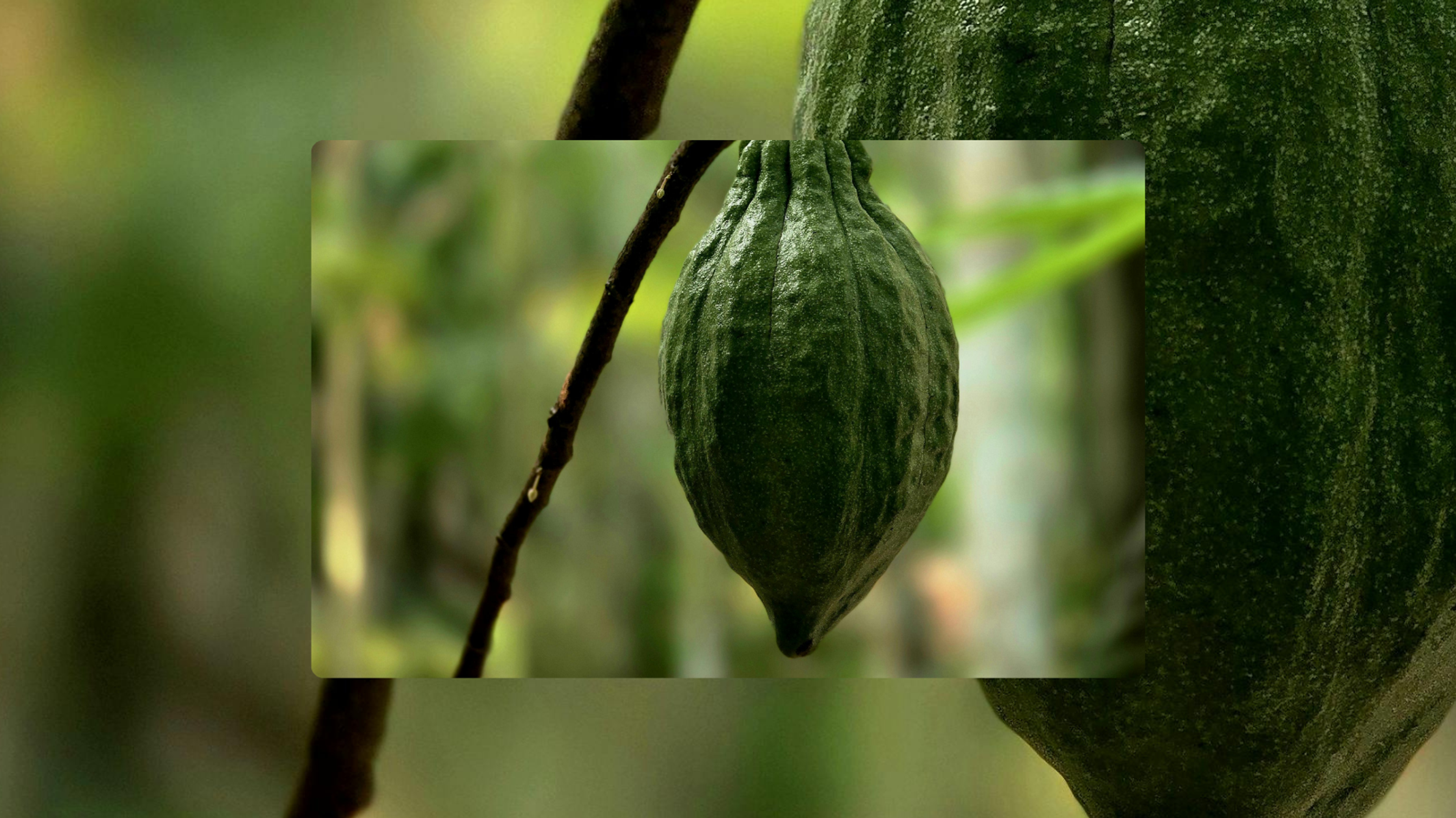 cocoa plant