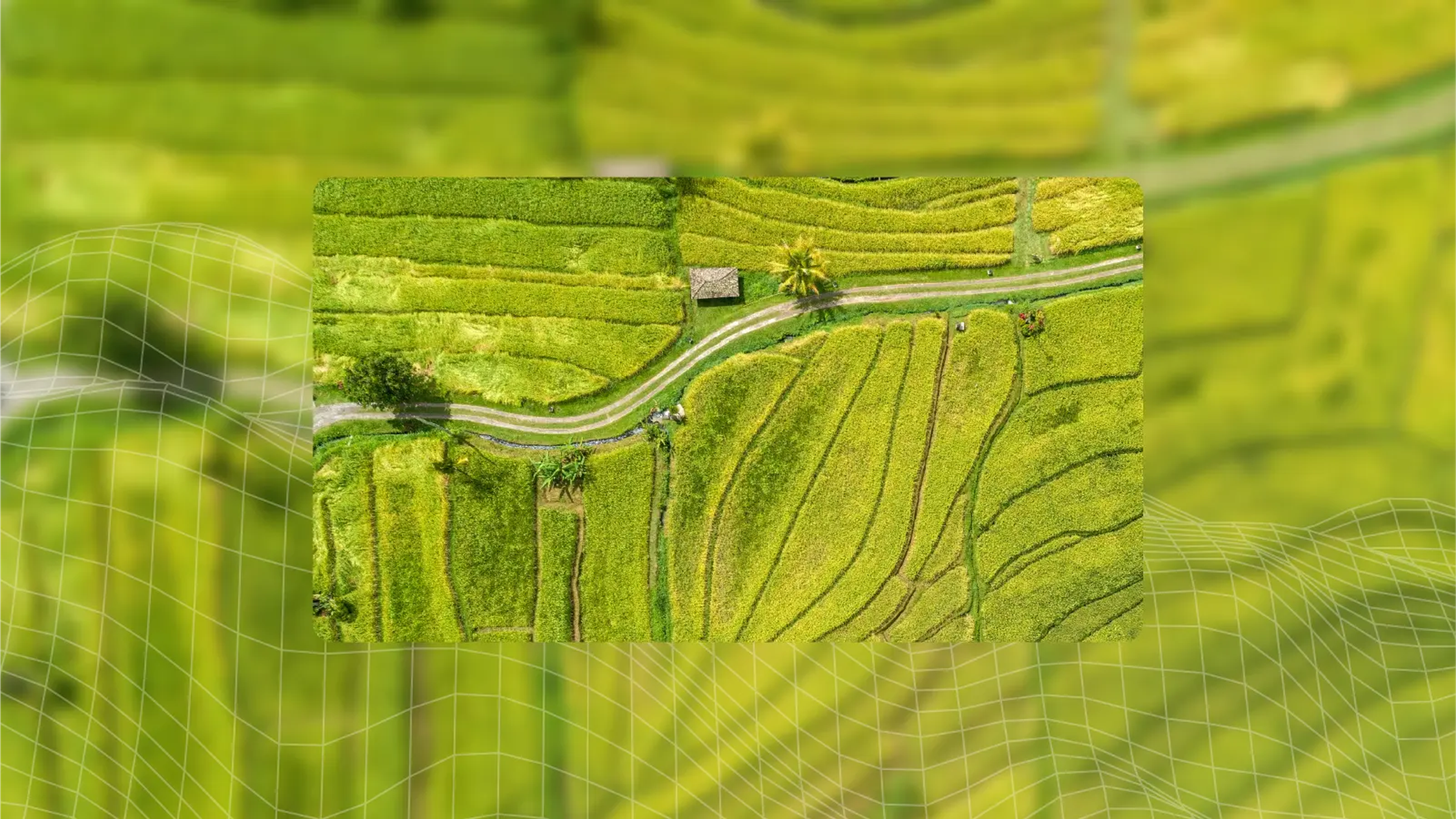sattelite view of rice fields