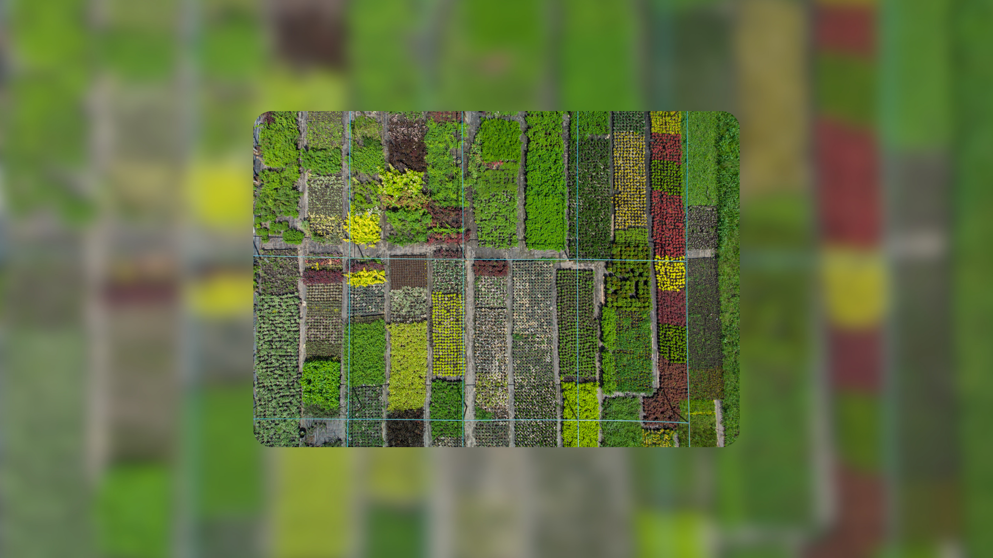 Crops growing