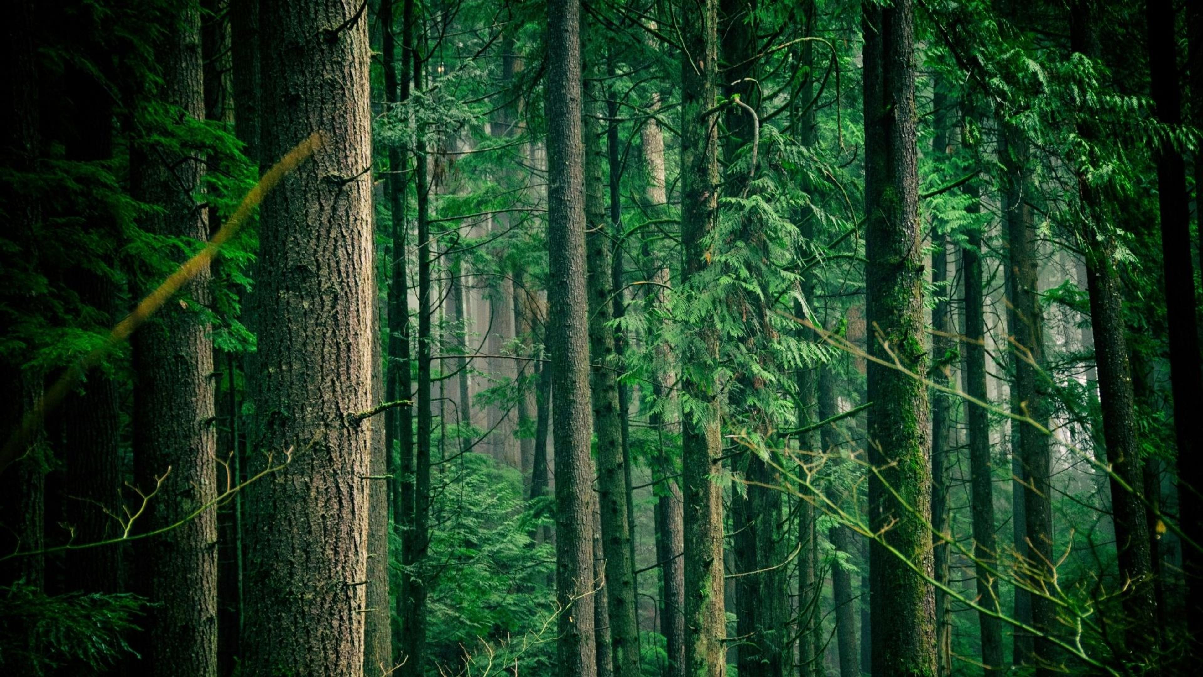 Real progress on deforestation starts at the first-mile a piece by adeline deYoung