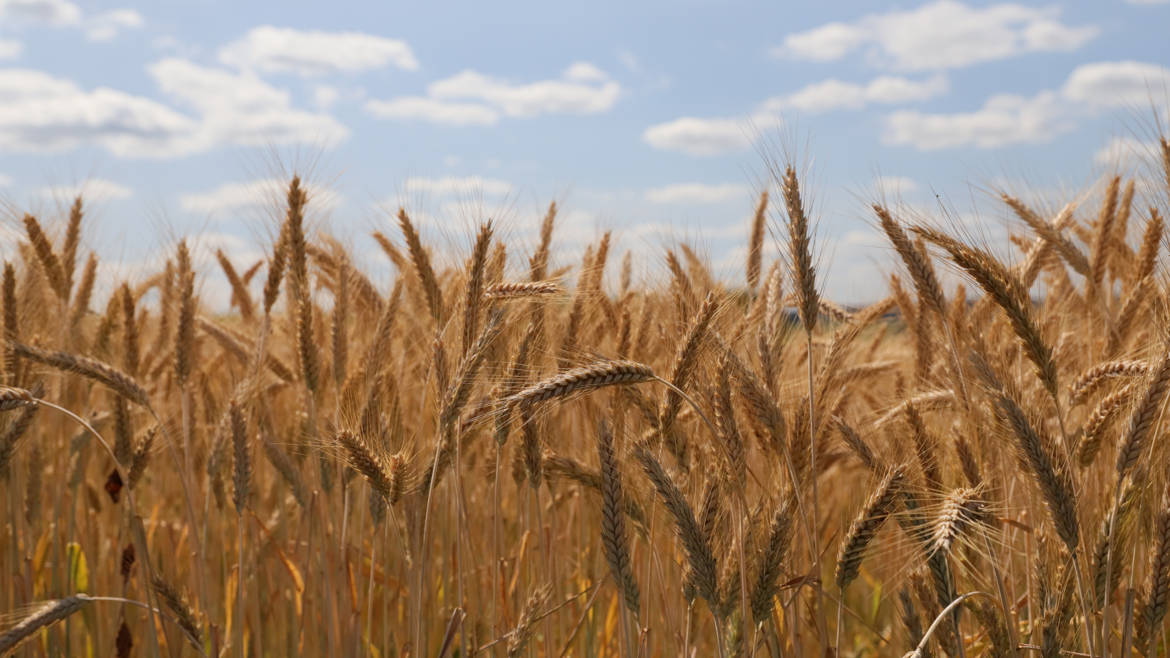 grains, us