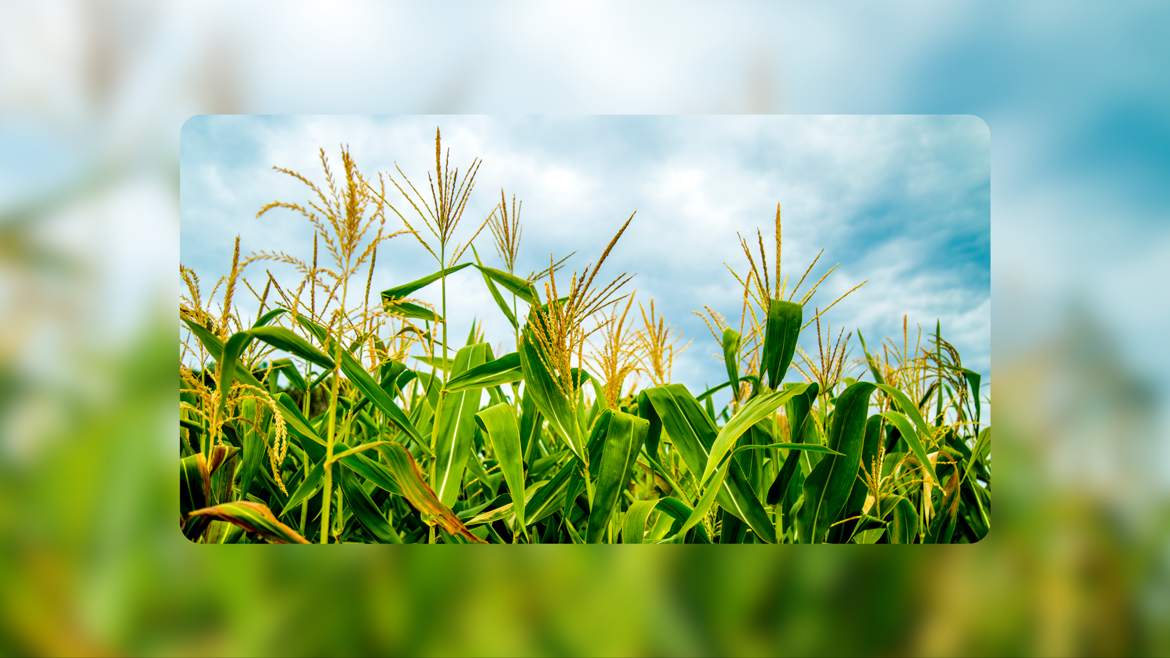corn, us