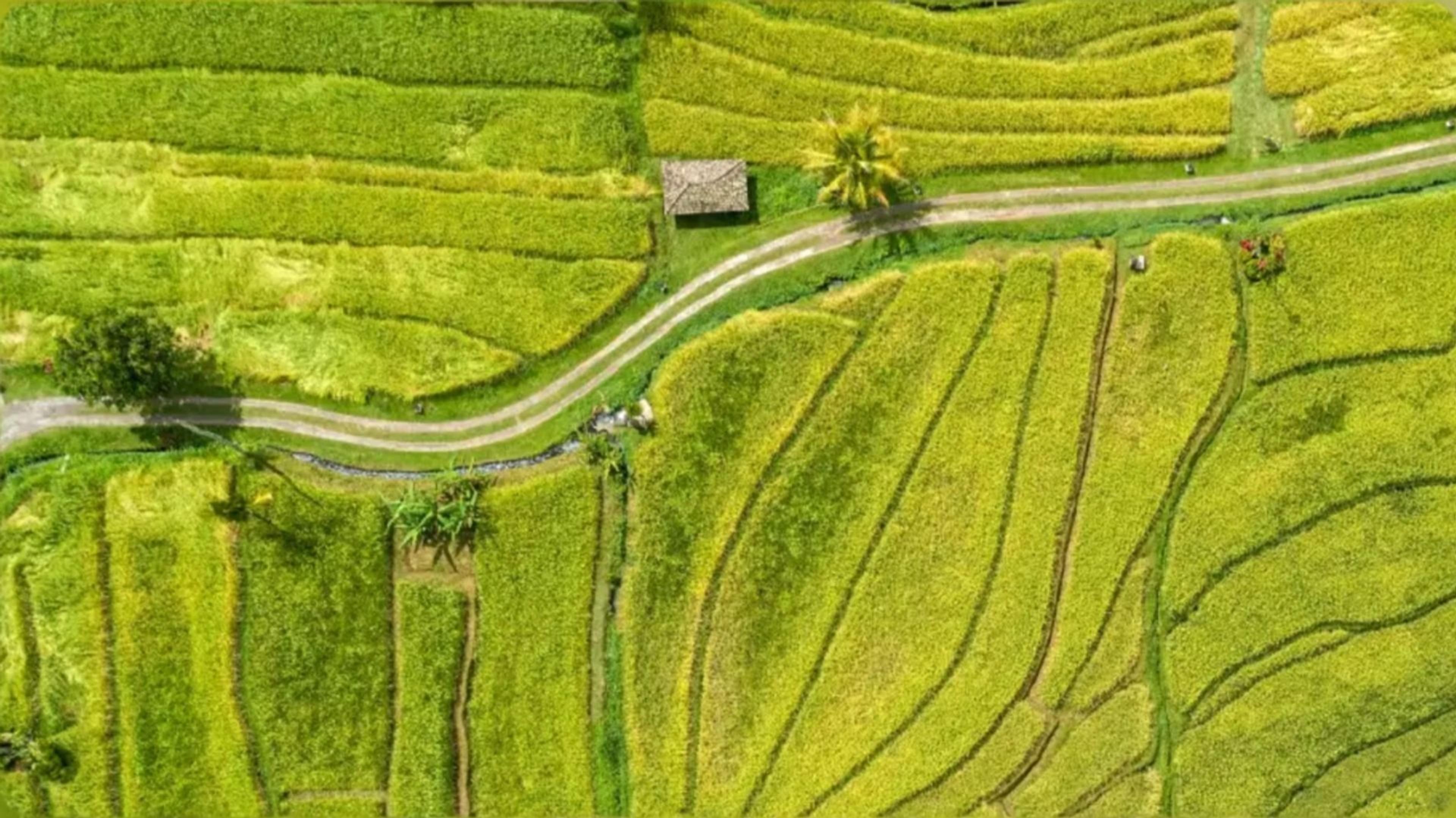 The first-mile risk blind spot thumbnail sattelite view of rice fields