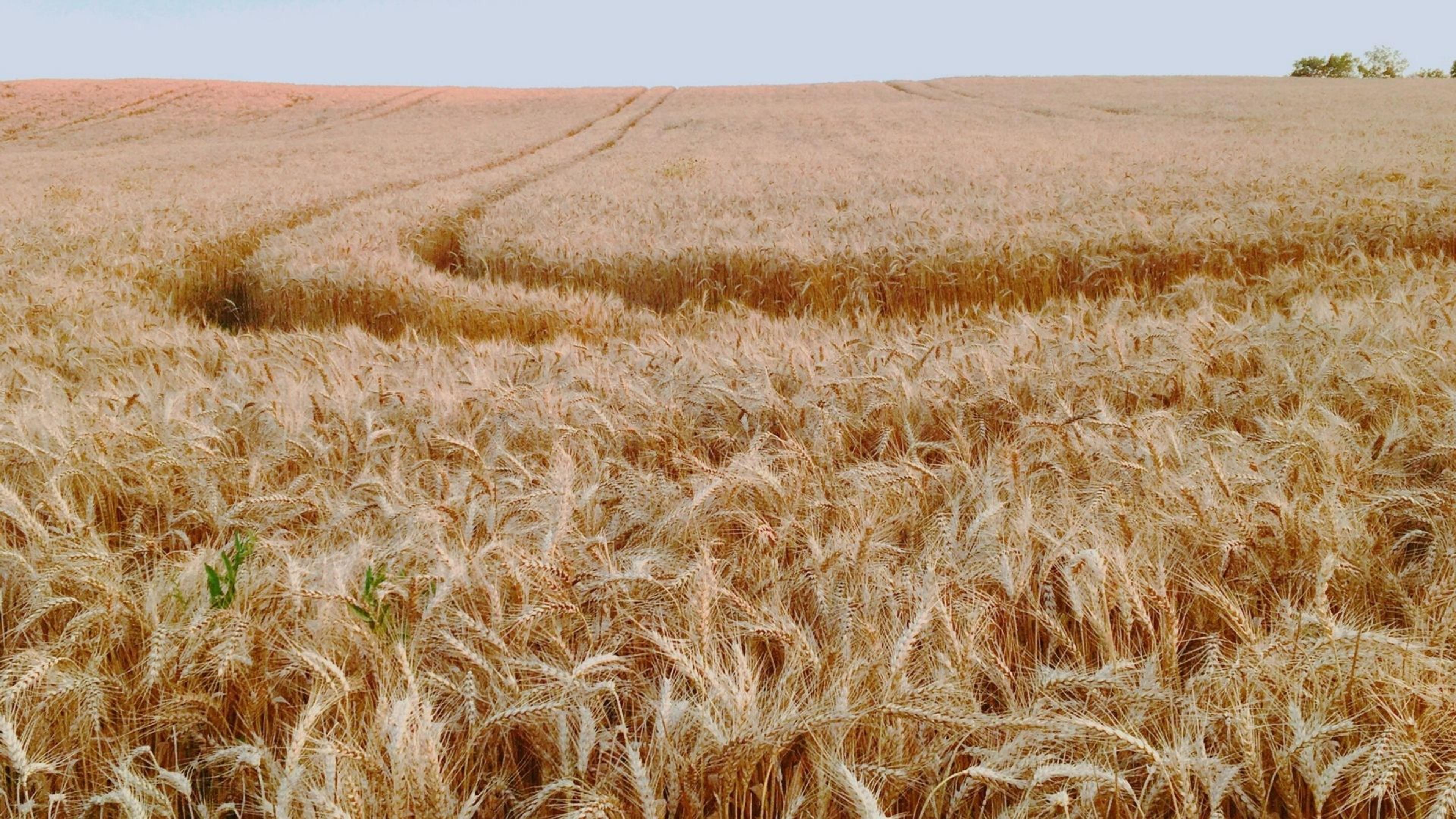 treefera us winter wheat forecast