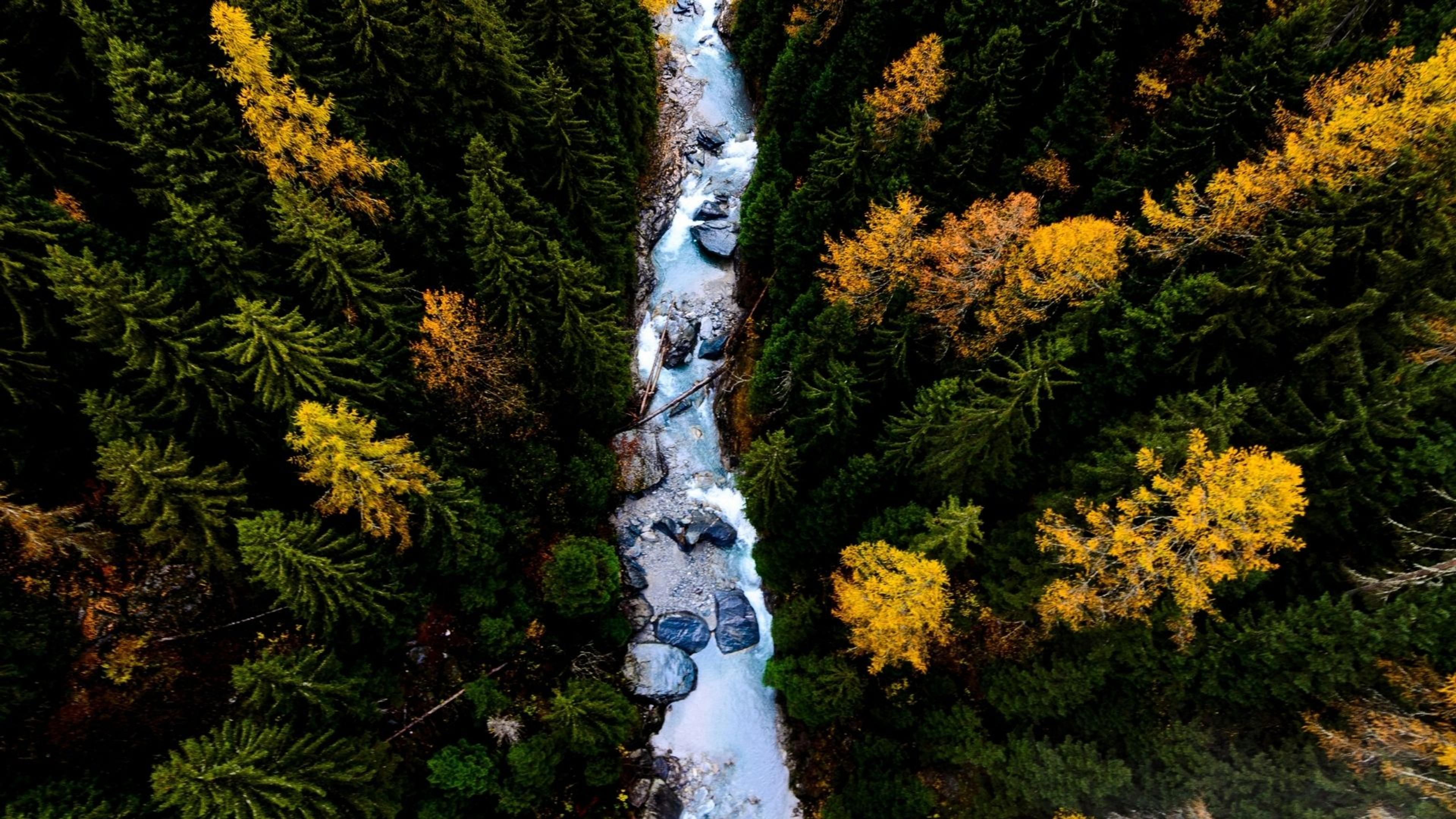 Forest