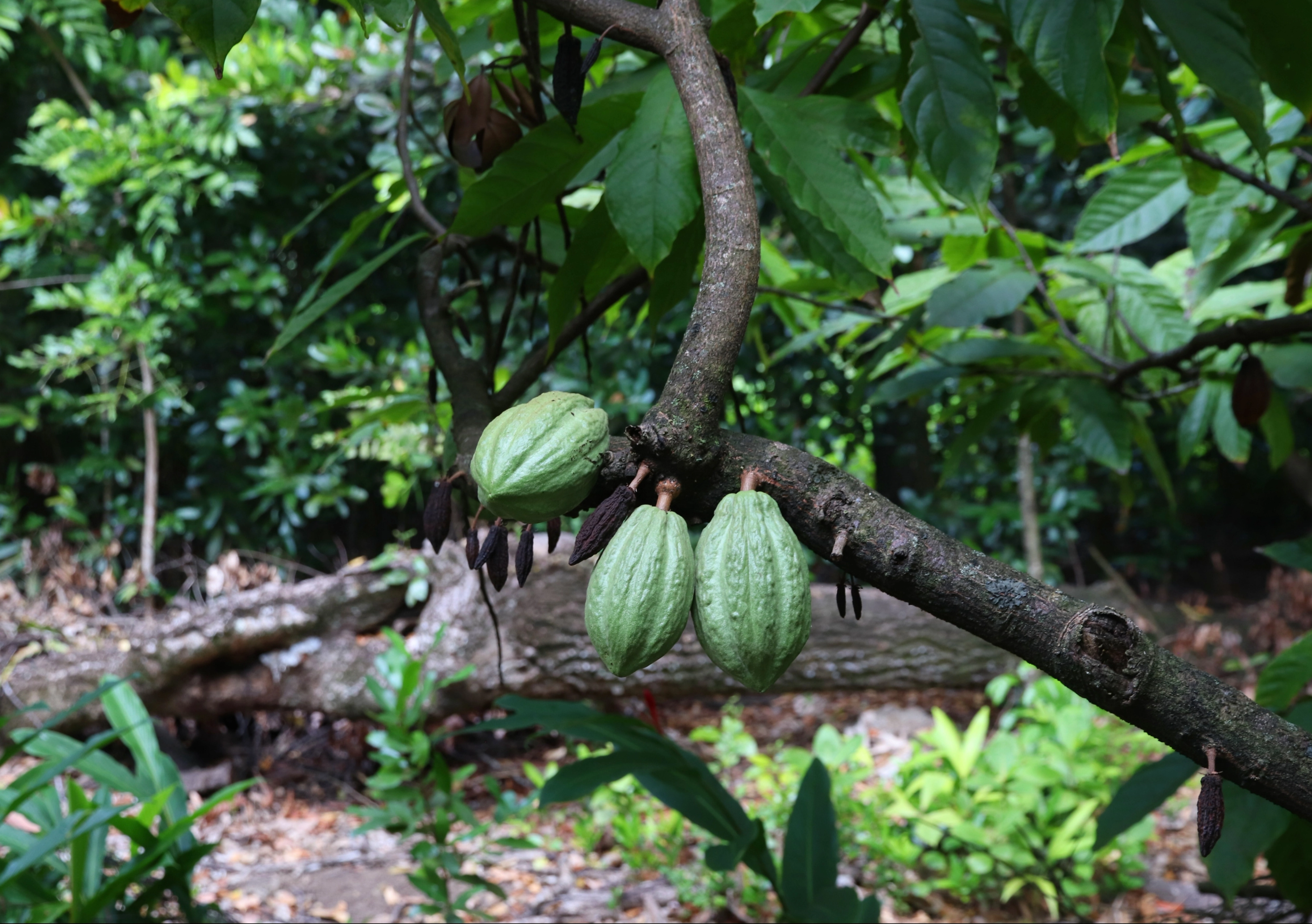 Cocoa