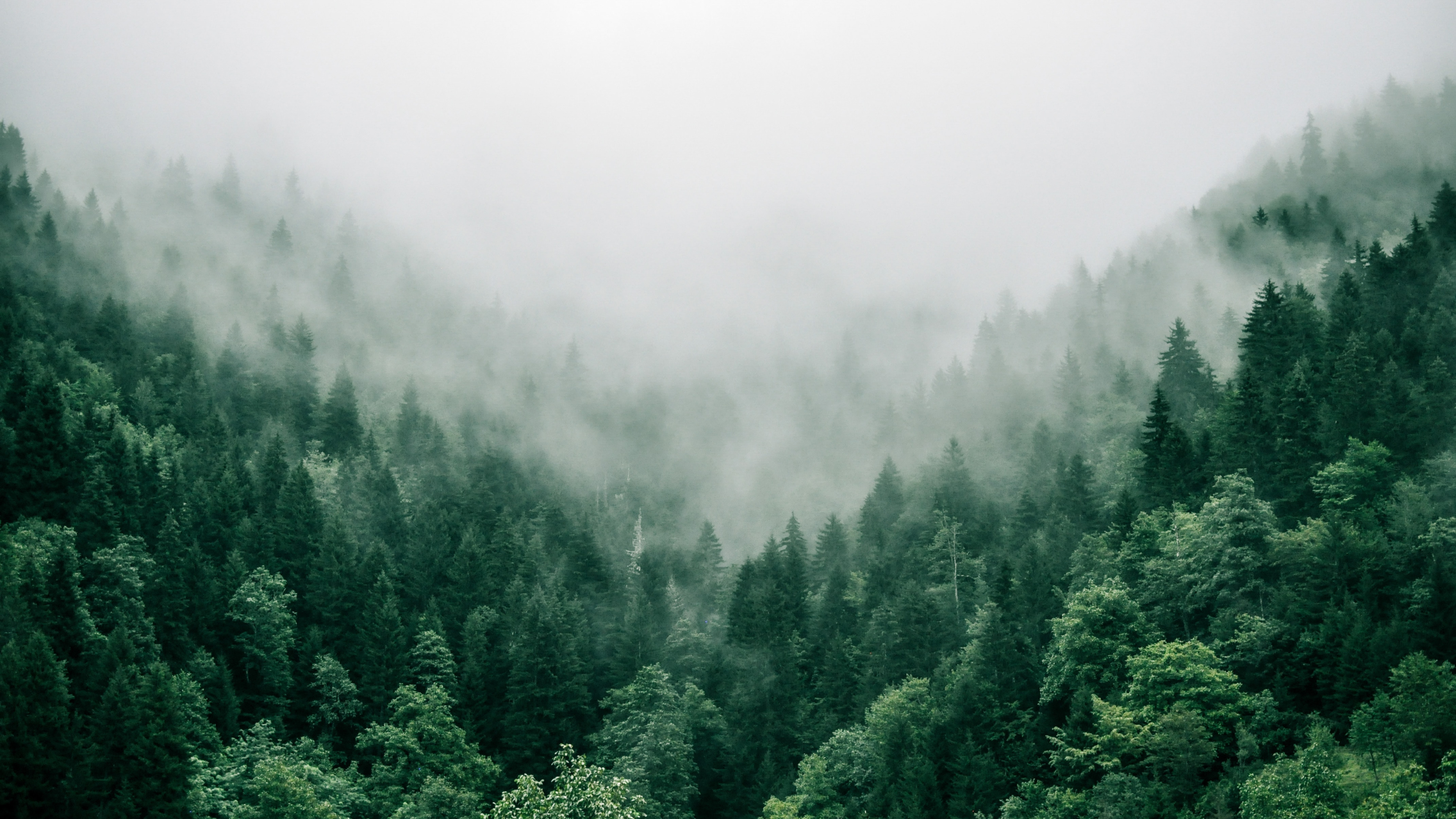 The EUDR Is Coming. Here’s What It Means and How Treefera Can Help