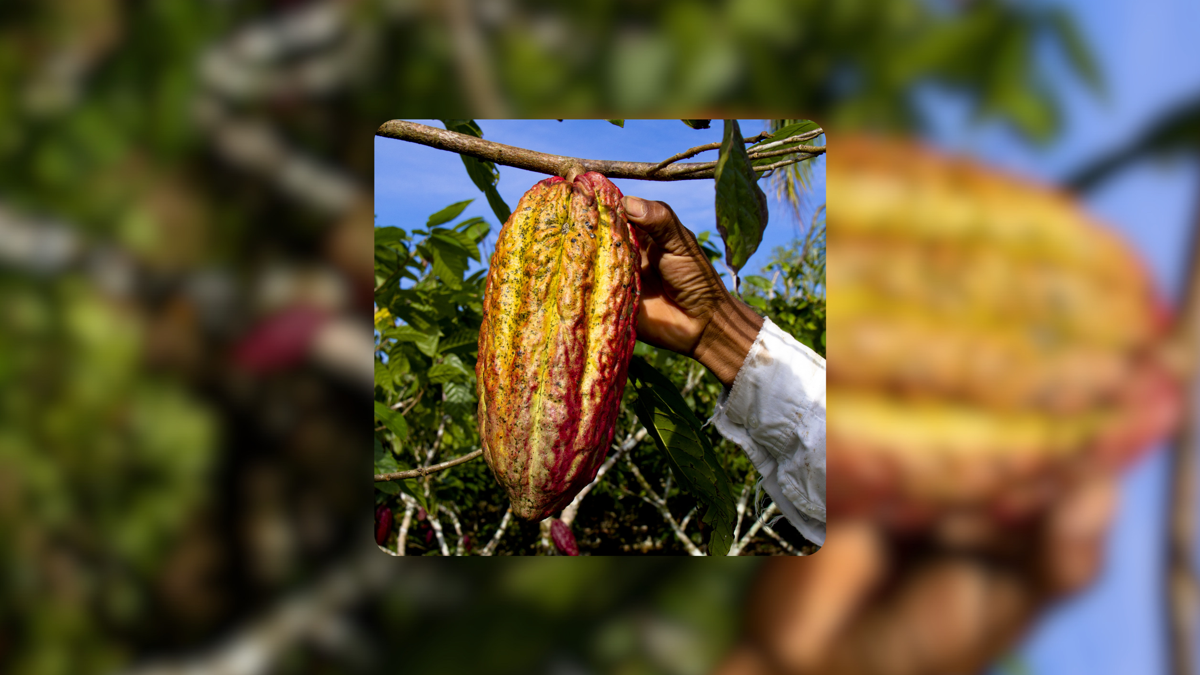 EUDR Compliance - First-Mile Precision