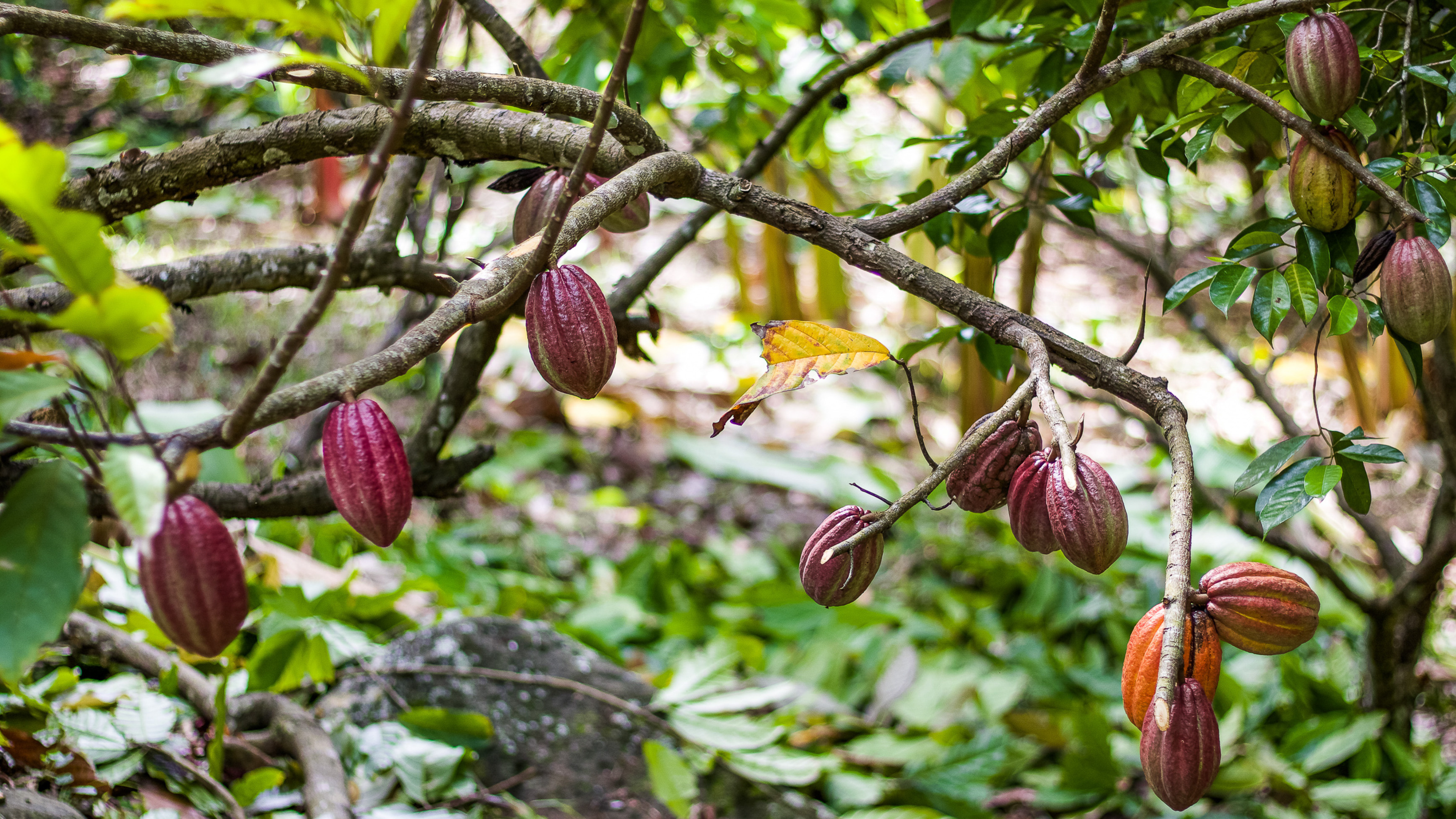 Cocoa
