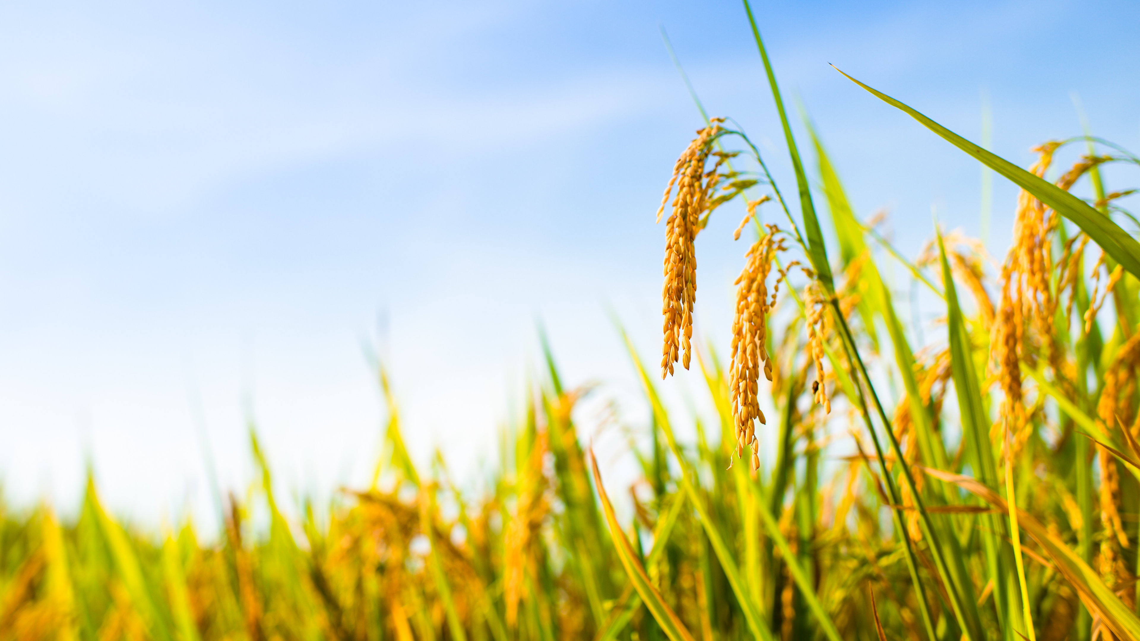 corn field