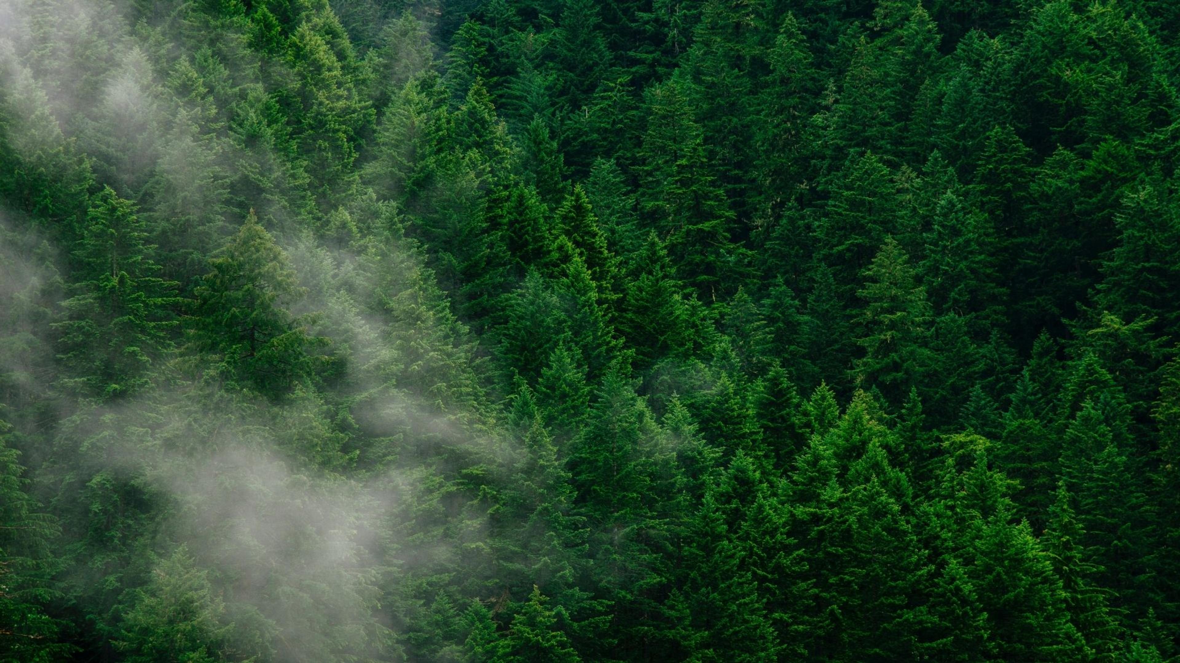 Plot-Level Proof: How to Achieve EUDR Compliance with Precision