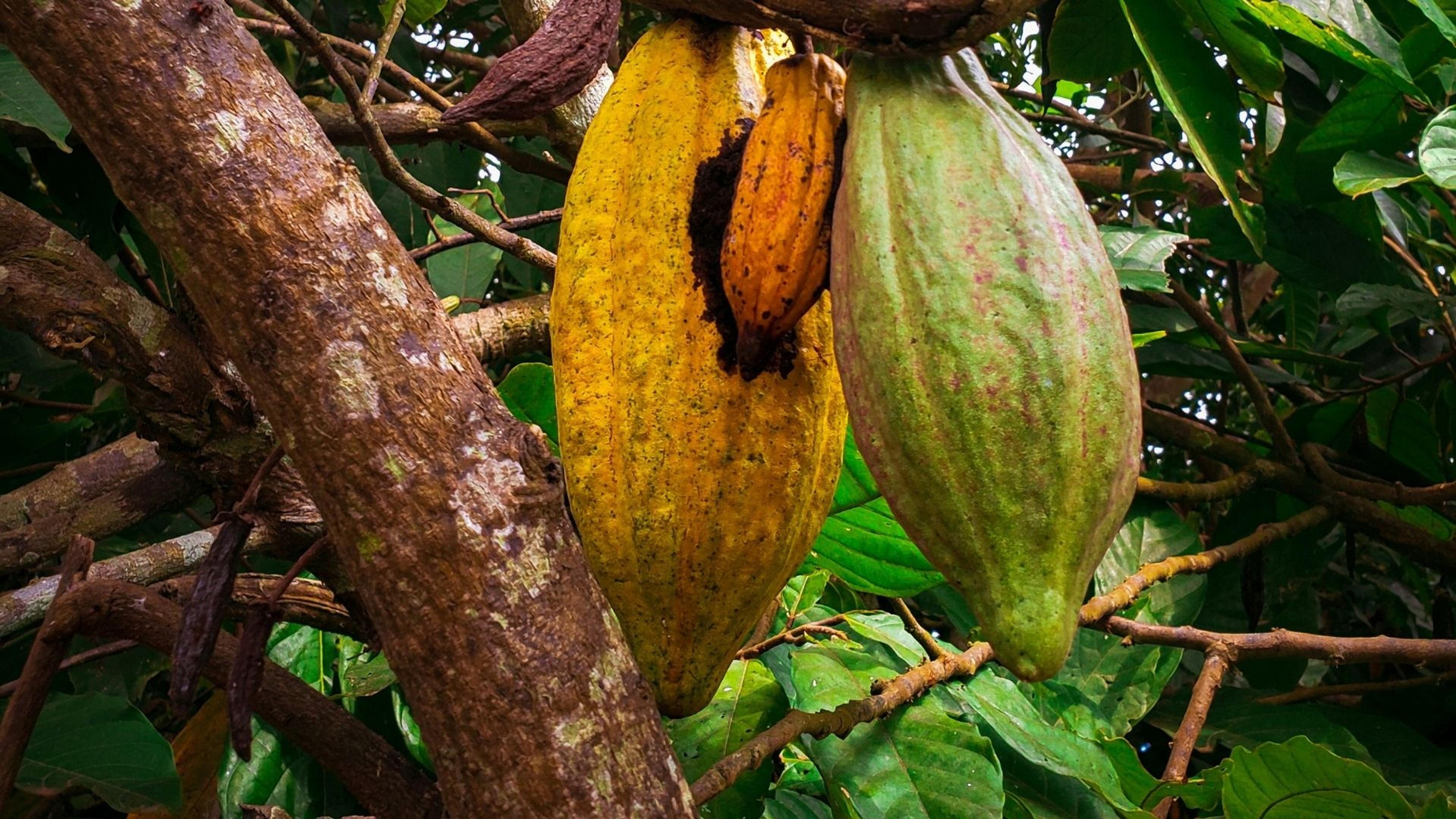 Treefera Ghana Cocoa Production Area