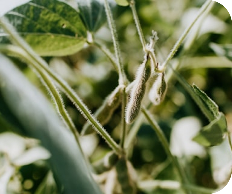 Soy US Production Area Forecast