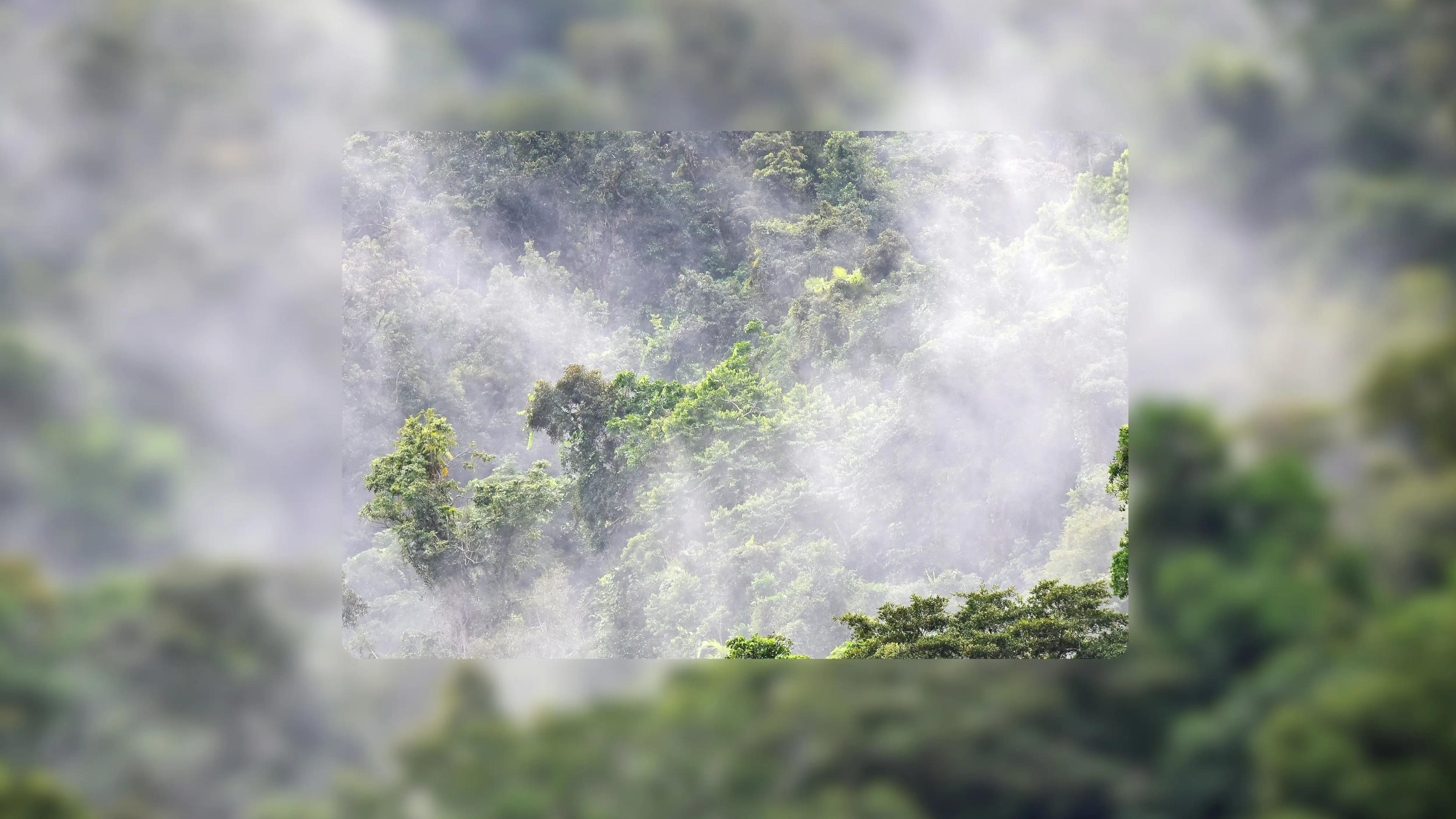 amazon canopy image with fog