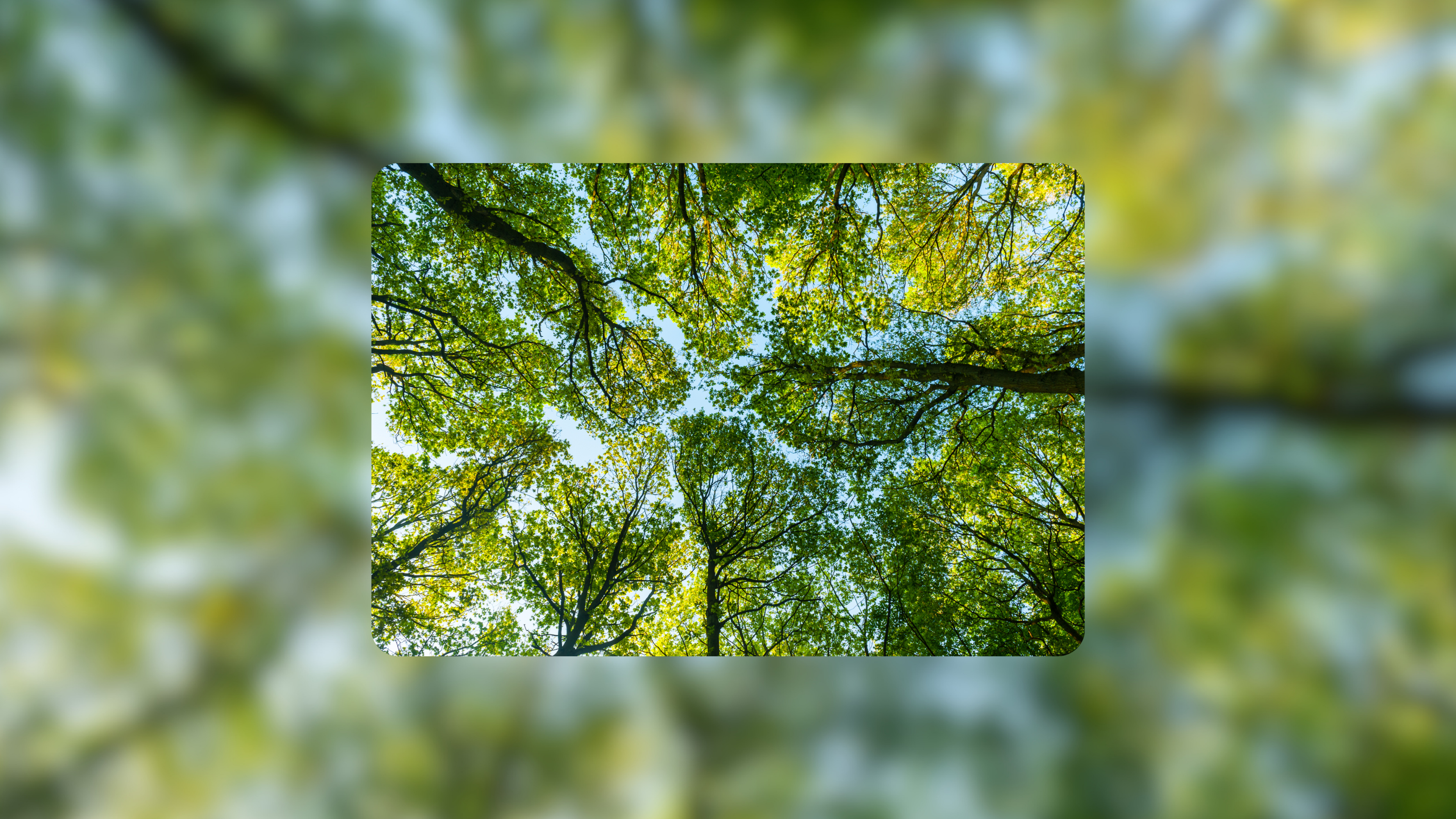 tree image
