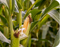 Production Area Ensemble commodity image