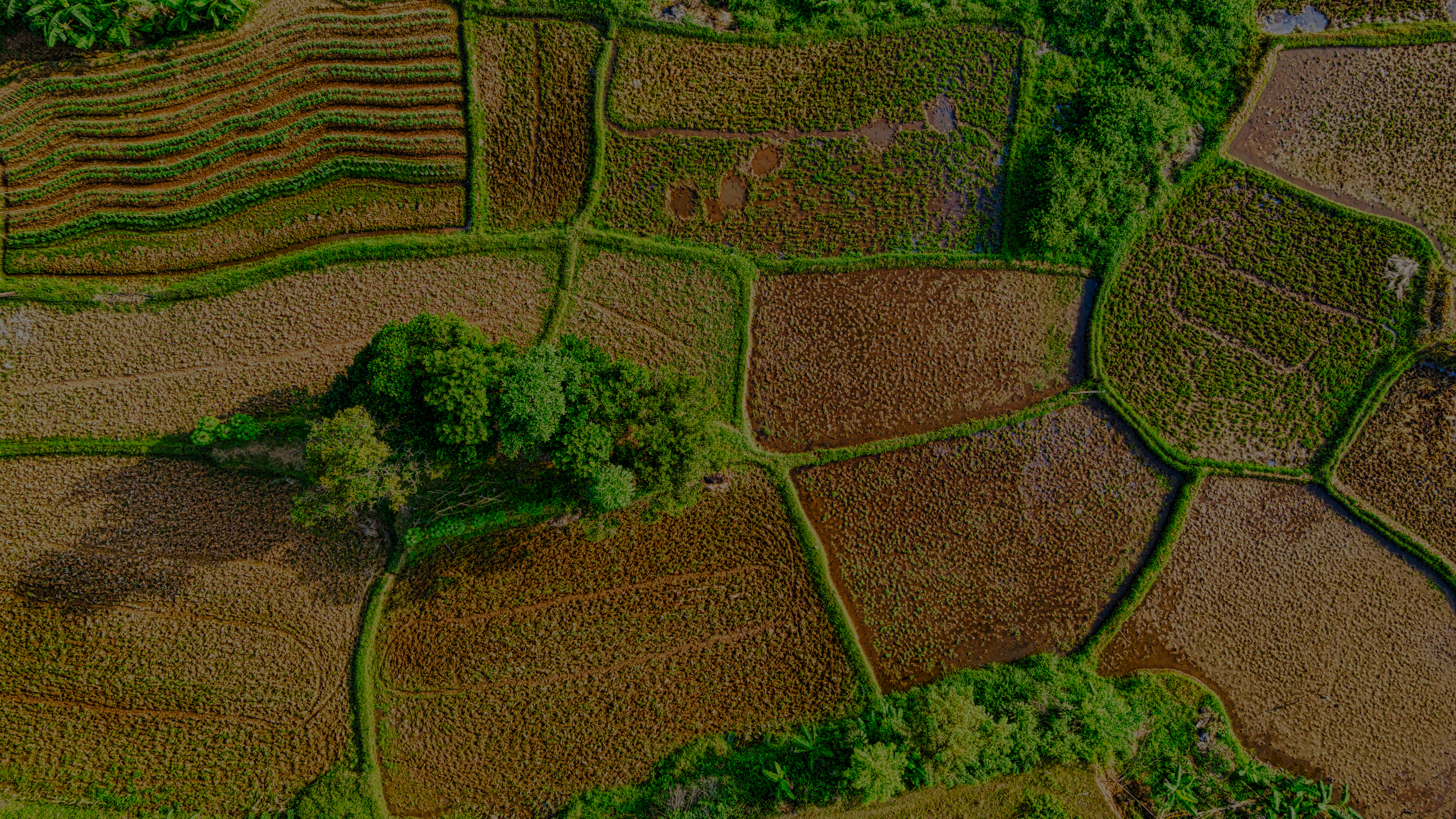 field imagery