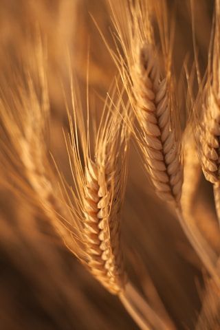 Production Area Ensemble commodity image