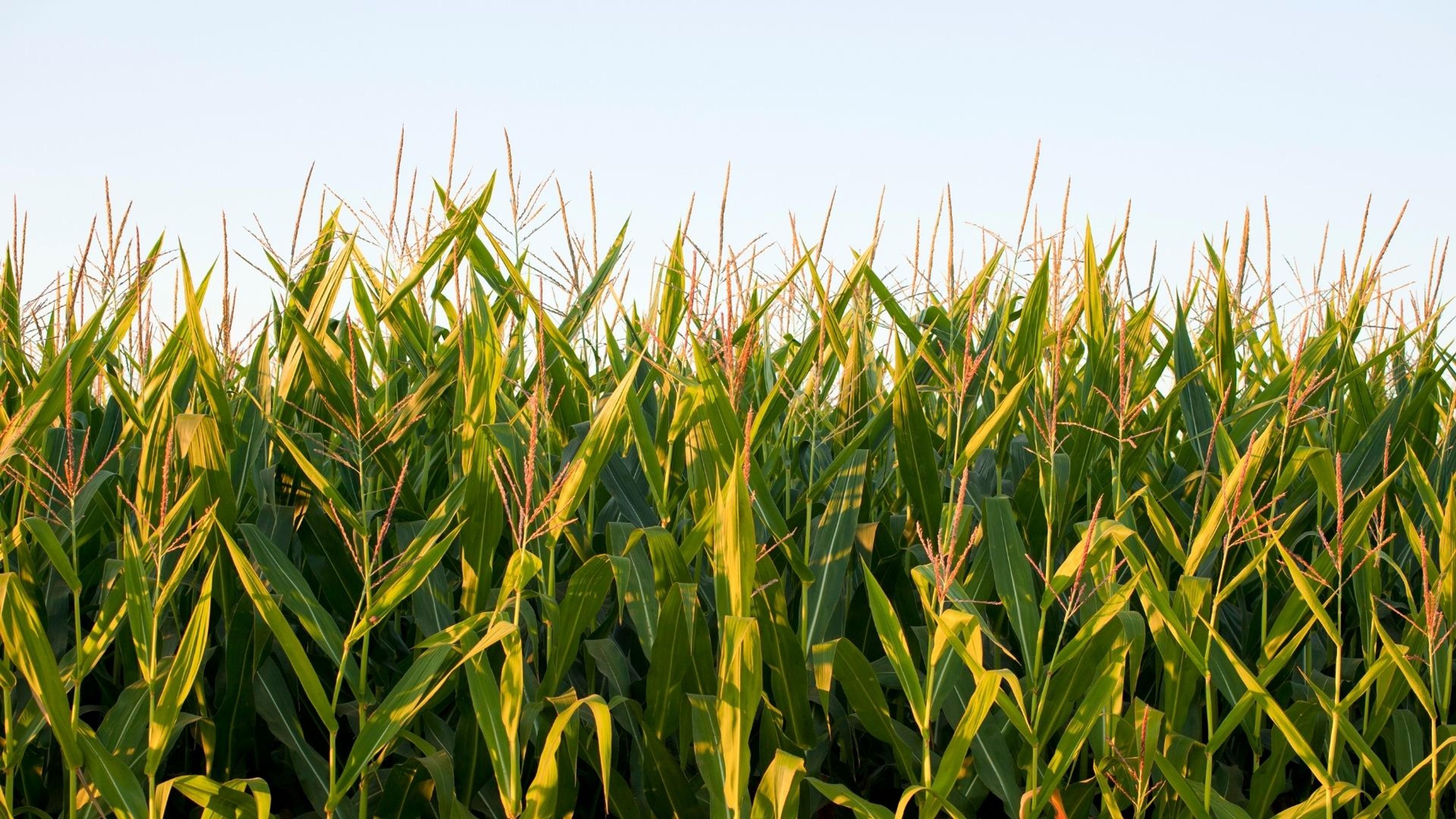 The 2026 US Corn Season
